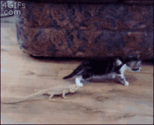 Cat And Lizard GIF