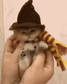 Halloween Kitty GIF - Halloween Kitty Witch GIFs