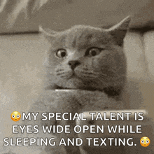 Cat Texting GIF