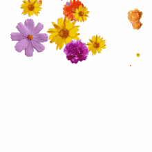 Spring Time Flowers Falling Flowers GIF - Spring Time Flowers Falling Flowers Happy Spring GIFs