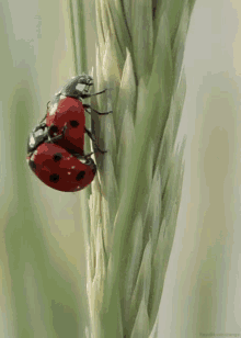 Ladybug Insect GIF