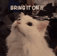 Cat Meme GIF - Cat Meme White GIFs