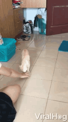 Fetch Playing GIF - Fetch Playing Cat Tricks GIFs