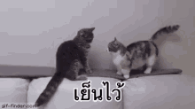 แมว นิ่งไว้ เย็นไว้ ใจเย็น GIF - Cats Calm Down Stop GIFs