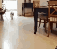 Dog Jump GIF - Dog Jump Couch GIFs
