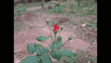 Flowers Red Flowers GIF