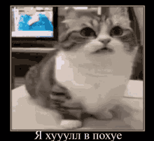 a cat with a surprised look on its face is sitting on a table in front of a tv .