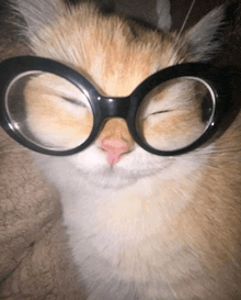 a cat wearing glasses with a pink nose