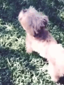 Wookie Attention Span GIF - Bark Dog Back Off GIFs