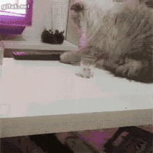 Kötü Kedi GIF - Kotu Kedi GIFs