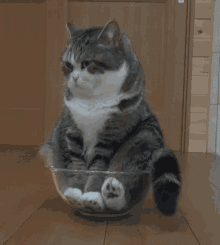 Cat Bowl GIF - Cat Bowl Sitting Down GIFs