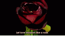 Origin Alexander Kachurenko'S Collection GIF - Rose Blossom GIFs
