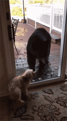 Bear And Dog Animals GIF - Bear And Dog Animals Bear Cub GIFs