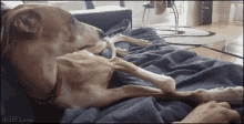Dog Demands GIF - Dog Demands Petting GIFs
