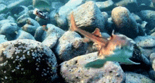 Shark Heterodontus Portusjacksoni GIF