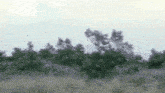 a blurry picture of trees and grass with a blue sky in the background