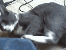 Sometimes You Beat Your Own Ass GIF - Rawr Cats GIFs
