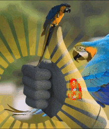 Macaw Thumbs Up GIF - Macaw Thumbs Up Bird GIFs