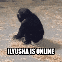 Ilia Is Online Ilya Is Online GIF