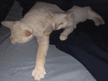 two white cats laying next to each other on a couch