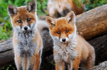 Fox Cute Fox GIF - Fox Cute Fox GIFs