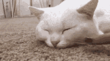 Plz No Boop GIF - Cat Kitty Sleep GIFs