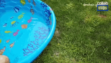 Puppy Dogs GIF - Puppy Dogs Kiddie Pool GIFs