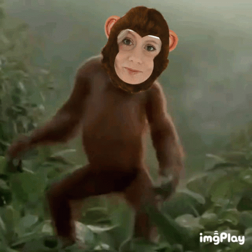 Monkey Dancing Video GIFs | Tenor
