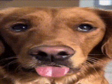 a close up of a dog 's face with its tongue sticking out .
