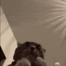 a close up of a cat looking up at something