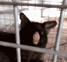Animal Shocked GIF - Animal Shocked Omg GIFs