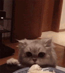 偷吃，猫，猫咪 GIF - Cat Cheat Eat GIFs