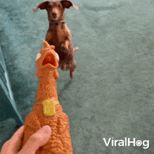 Give Me This Toy Dog GIF - Give Me This Toy Dog Viralhog GIFs