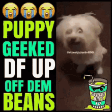 Puppy Geeked GIF - Puppy Geeked Up GIFs