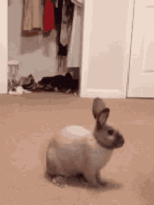 shocked surprised bunny rabbit jump scare