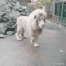 viralhog lion afraid surprised shocked
