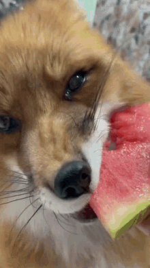 watermelon eat eat watermelon fox
