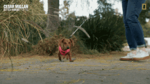 Running Cesar Millan GIF - Running Cesar Millan Cesar Millan Better Human Better Dog GIFs