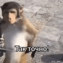 a monkey wearing a helmet is walking down a sidewalk with the words tak tochno written on it