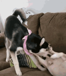 dogs love bite