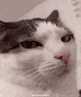 a close up of a cat 's face with the caption monkeycatluna on the bottom