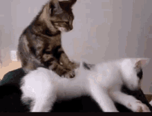 Cat Massage GIF