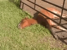 Horse Eating GIF - Horse Eating Grass GIFs