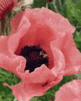 a close up of a pink flower with a bee on it
