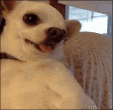 Annnoyed Angry GIF - Annnoyed Angry Dog GIFs