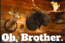 Montanas Moose GIF - Montanas Moose Oh Brother GIFs