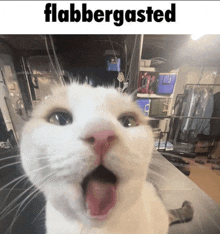 Flabbergasted Cat GIF