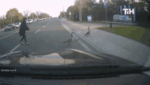 Birds Crossing Road This Is Happening GIF - Birds Crossing Road This Is Happening Lady Helping Birds Cross GIFs