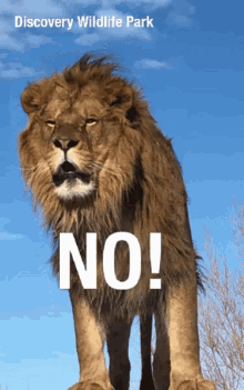 No Lion GIF - No Lion Discoverywildlifepark GIFs