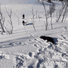 Otters Sliding Down Viralhog GIF